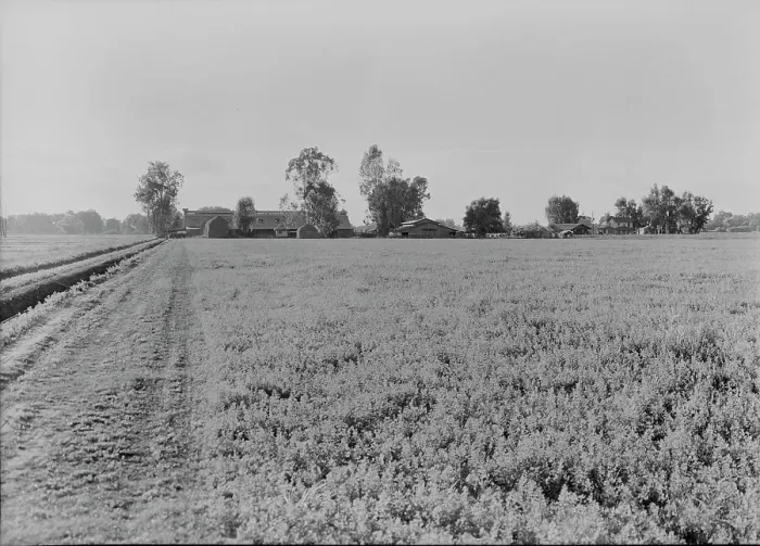 Framed Print : Barns of the old Mineral King Ranch seen across alfalfa field, Tulare County, California, 1938. Creator: Dorothea Lange Framed Print : Barns of the old Mineral King Ranch seen across alfalfa field, Tulare County, California, 1938. Creator: Dorothea Lange