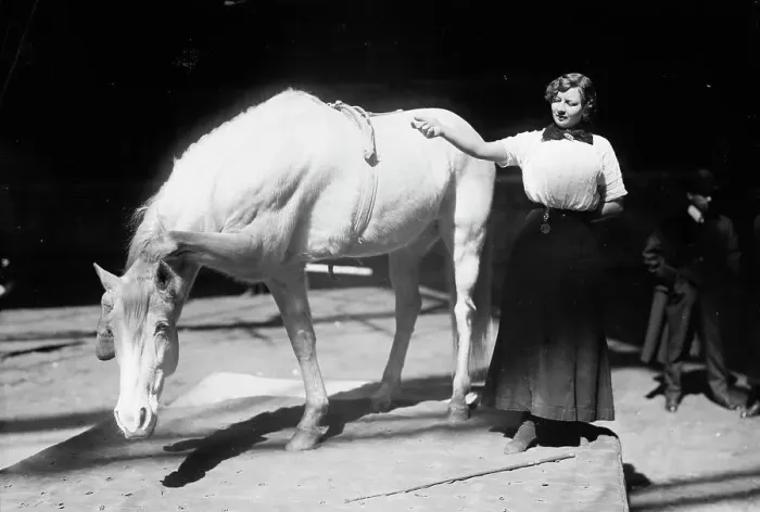 Framed Print : Barnum-Bailey Show - Model Artist Horse Posing, between c1910 and c1915. Creator: Bain News Service Framed Print : Barnum-Bailey Show - Model Artist Horse Posing, between c1910 and c1915. Creator: Bain News Service
