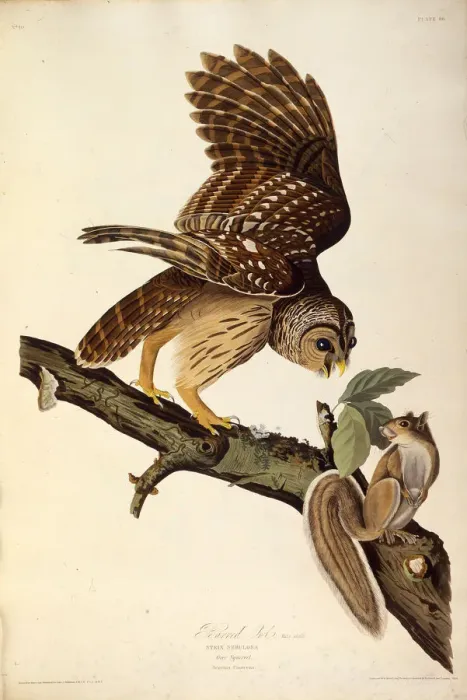 Framed Print : The barred owl. From The Birds of America, 1827-1838. Creator: Audubon Framed Print : The barred owl. From The Birds of America, 1827-1838. Creator: Audubon