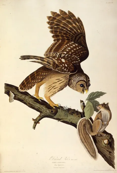 Framed Print : The barred owl. From The Birds of America, 1827-1838. Creator: Audubon Framed Print : The barred owl. From The Birds of America, 1827-1838. Creator: Audubon