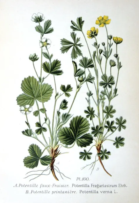 Framed Print : Barren strawberry and spring cinquefoil, 1893 Framed Print : Barren strawberry and spring cinquefoil, 1893