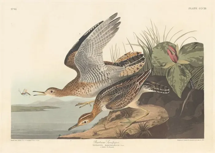 Framed Print : Bartram Sandpiper, 1836. Creator: Robert Havell Framed Print : Bartram Sandpiper, 1836. Creator: Robert Havell