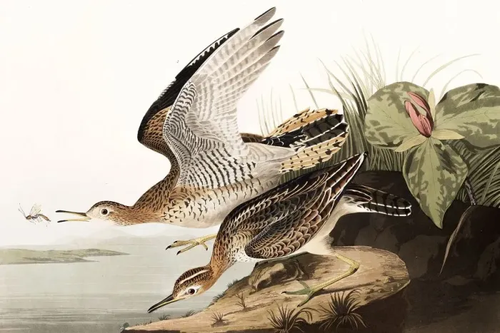 Framed Print : Bartram Sandpiper, Bartramia Longicauda, 1845 Framed Print : Bartram Sandpiper, Bartramia Longicauda, 1845