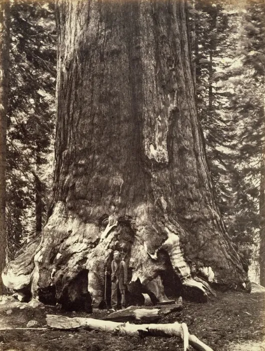 Framed Print : Base of the Grizzly Giant, Giant Sequoia tree, Yosemite, California, 1868. Artist Framed Print : Base of the Grizzly Giant, Giant Sequoia tree, Yosemite, California, 1868. Artist