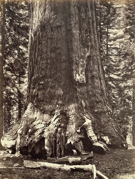 Base of the Grizzly Giant, Giant Sequoia tree, Yosemite, California, 1868. Artist