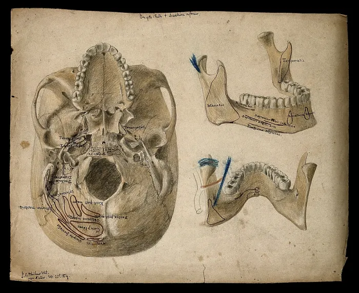 Framed Print : Base of the skull, with details showing the lower jaw, 1854 / 02 / 25. Creator: J.C. Whishaw Framed Print : Base of the skull, with details showing the lower jaw, 1854 / 02 / 25. Creator: J.C. Whishaw