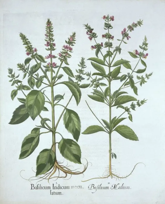 Framed Print : Basil, from Hortus Eystettensis, by Basil Besler (1561-1629), pub Framed Print : Basil, from Hortus Eystettensis, by Basil Besler (1561-1629), pub