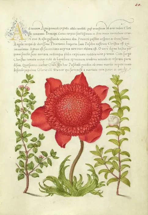 Framed Print : Basil Thyme, Poppy Anemone, and Myrtle, 1561-1562; illumination added 1591-1596. Creator: Joris Hoefnagel Framed Print : Basil Thyme, Poppy Anemone, and Myrtle, 1561-1562; illumination added 1591-1596. Creator: Joris Hoefnagel