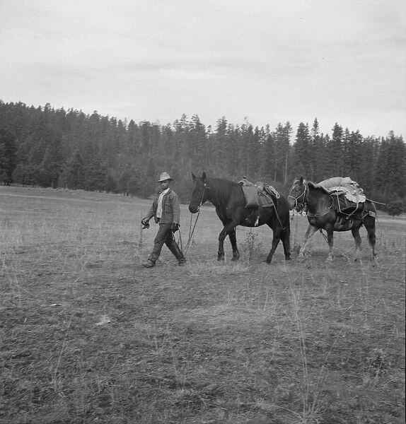 Basque sheep herder leading pack train down from summer camp, Bear Valley, Adams County, Idaho, 1939 Creator: Dorothea Lange