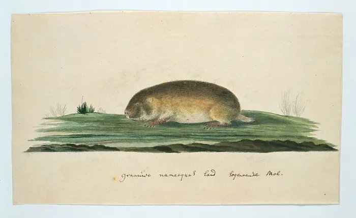Framed Print : Bathyergus janetta (Namaqua dune mole-rat), 1777-1786. Creator: Robert Jacob Gordon Framed Print : Bathyergus janetta (Namaqua dune mole-rat), 1777-1786. Creator: Robert Jacob Gordon
