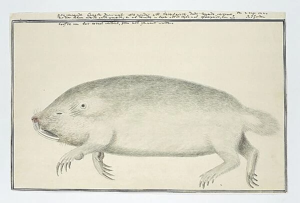 Bathyergus suillus (Cape dune mole-rat), 1777. Creator: Robert Jacob Gordon