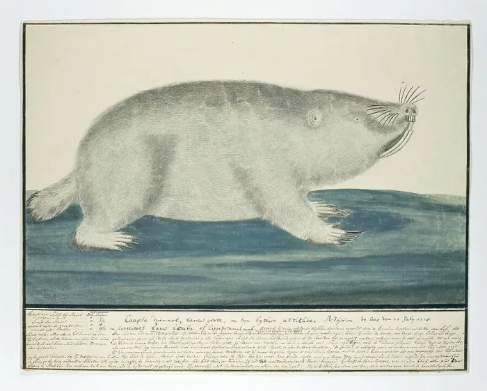 Framed Print : Bathyergus suillus (Cape dune mole-rat), 1778. Creator: Robert Jacob Gordon Framed Print : Bathyergus suillus (Cape dune mole-rat), 1778. Creator: Robert Jacob Gordon