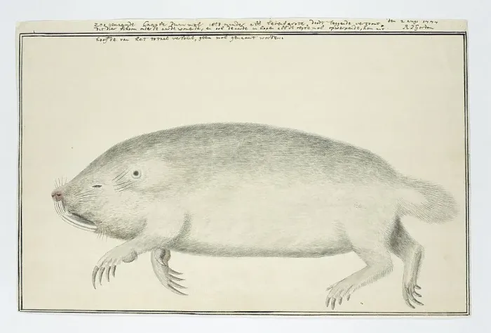 Framed Print : Bathyergus suillus (Cape dune mole-rat), 1777. Creator: Robert Jacob Gordon Framed Print : Bathyergus suillus (Cape dune mole-rat), 1777. Creator: Robert Jacob Gordon
