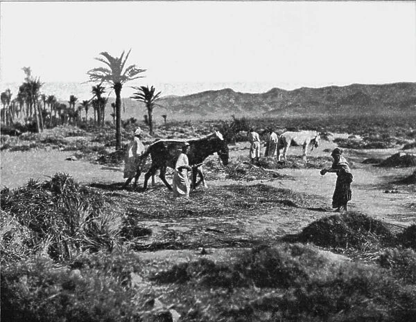 Battage du ble dans les Ziban; Afrique du nord, 1914. Creator: Unknown