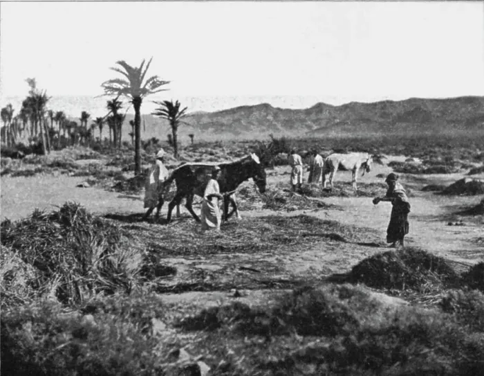 Framed Print : Battage du ble dans les Ziban; Afrique du nord, 1914. Creator: Unknown Framed Print : Battage du ble dans les Ziban; Afrique du nord, 1914. Creator: Unknown