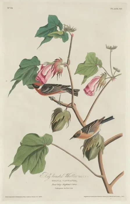 Framed Print : Bay-breasted Warbler, 1829. Creator: Robert Havell Framed Print : Bay-breasted Warbler, 1829. Creator: Robert Havell