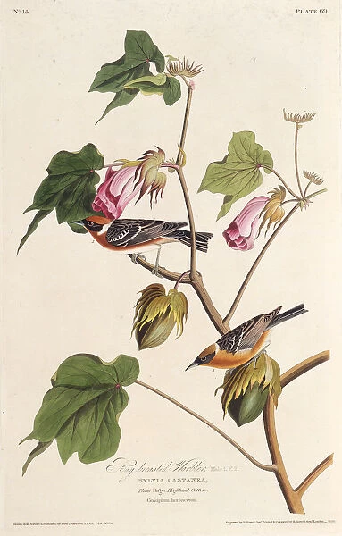 The bay-breasted warbler. From The Birds of America, 1827-1838. Creator: Audubon