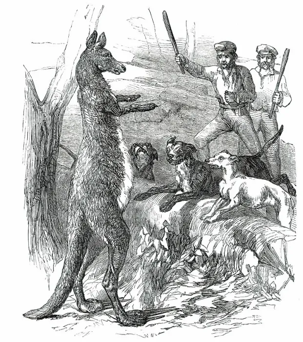 Framed Print : At Bay - Sticking up a Boomer, 1850. Creator: Unknown. At Bay - Sticking up a Boomer, 1850. Creator: Unknown Framed Print : At Bay - Sticking up a Boomer, 1850. Creator: Unknown. At Bay - Sticking up a Boomer, 1850. Creator: Unknown