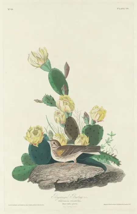 Framed Print : Bay-winged Bunting, 1830. Creator: Robert Havell Framed Print : Bay-winged Bunting, 1830. Creator: Robert Havell
