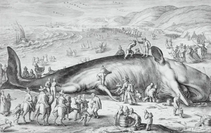 Framed Print : Beached Whale, 1598. Creator: Jacob Matham Framed Print : Beached Whale, 1598. Creator: Jacob Matham