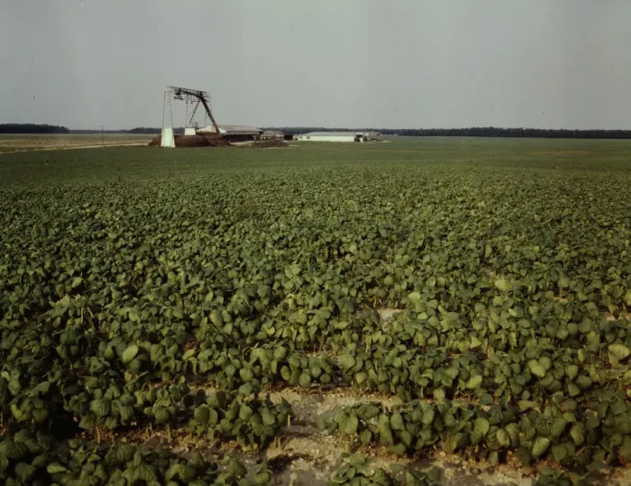 Framed Print : Bean field and canning factory, Seabrook Farm, Bridgeton, N. J. 1942. Creator: John Collier Framed Print : Bean field and canning factory, Seabrook Farm, Bridgeton, N. J. 1942. Creator: John Collier