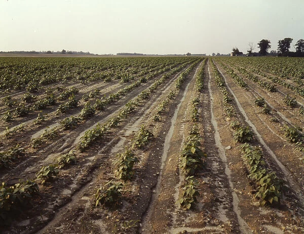 Bean fields, Seabrook Farm, Bridgeton, N. J. 1942. Creator: John Collier
