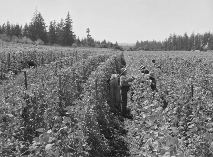 Framed Print : Bean pickers at harvest time, near West Stayton, Marion County, Oregon, 1939. Creator: Dorothea Lange Framed Print : Bean pickers at harvest time, near West Stayton, Marion County, Oregon, 1939. Creator: Dorothea Lange
