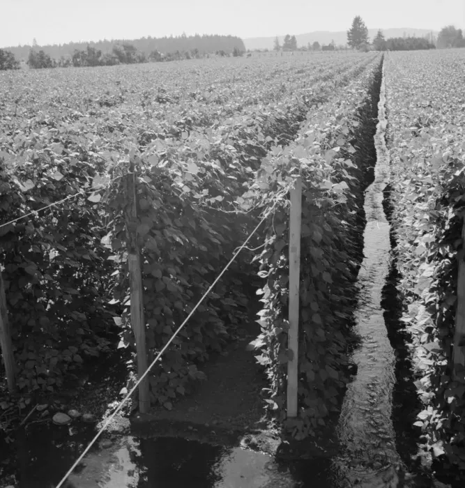 Framed Print : Beanfield showing irrigation, near West Stayton, Marion County, Oregon, 1939. Creator: Dorothea Lange Framed Print : Beanfield showing irrigation, near West Stayton, Marion County, Oregon, 1939. Creator: Dorothea Lange