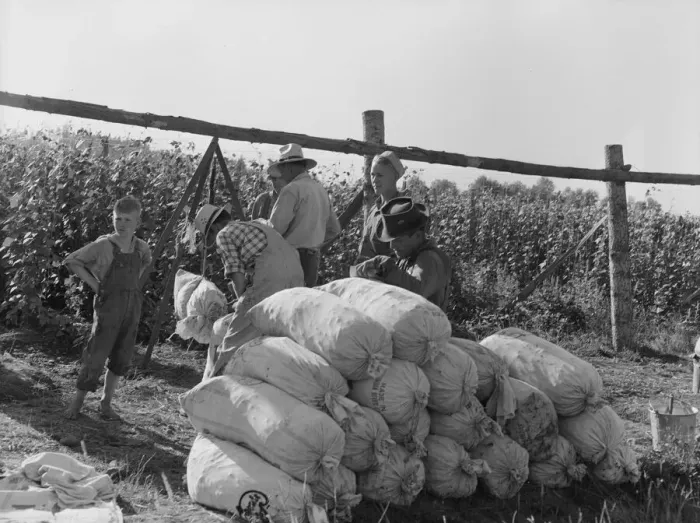 Framed Print : Beanfield - weigh scales, pickers, and sacked beans at edge of... near West Stayton, Oregon, 1939. Creator: Dorothea Lange Framed Print : Beanfield - weigh scales, pickers, and sacked beans at edge of... near West Stayton, Oregon, 1939. Creator: Dorothea Lange