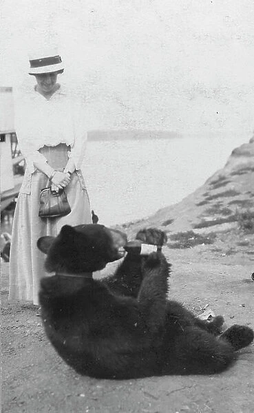 Bear drinking from bottle, between c1900 and 1916. Creator: Unknown
