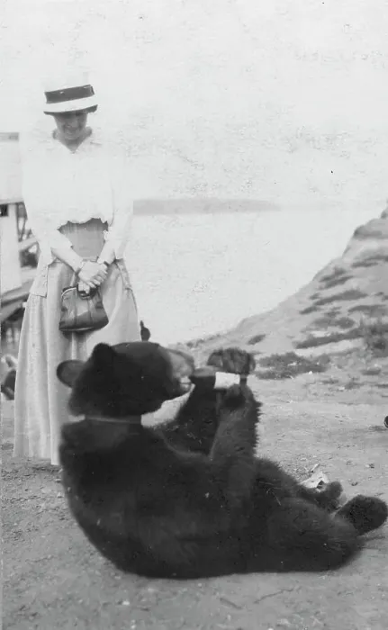 Framed Print : Bear drinking from bottle, between c1900 and 1916. Creator: Unknown Framed Print : Bear drinking from bottle, between c1900 and 1916. Creator: Unknown