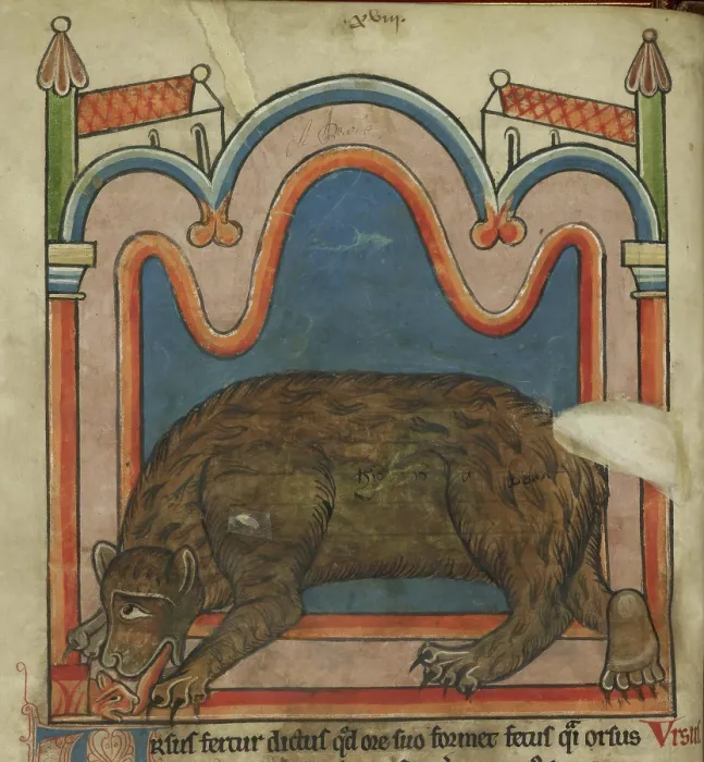 Framed Print : Bear licking a cub into shape, c1230s. Creator: Unknown Framed Print : Bear licking a cub into shape, c1230s. Creator: Unknown