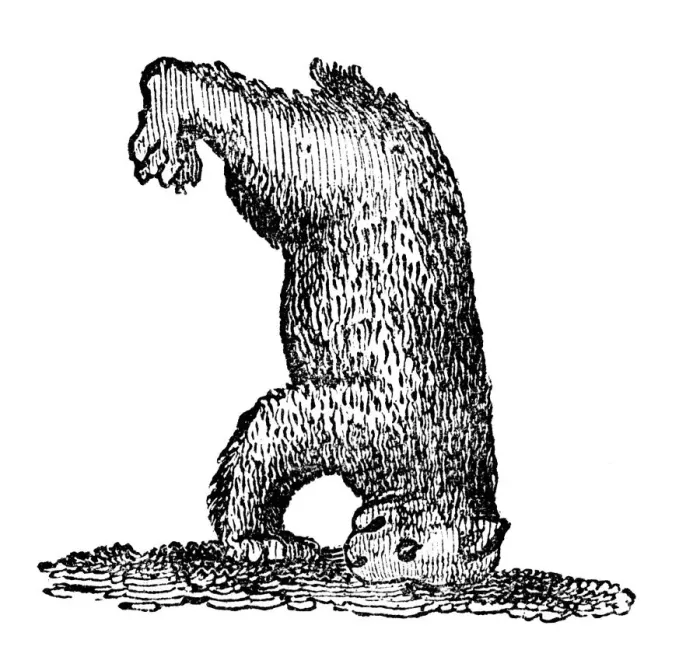 Framed Print : A bear standing on his head, 14th century, (1833) Framed Print : A bear standing on his head, 14th century, (1833)