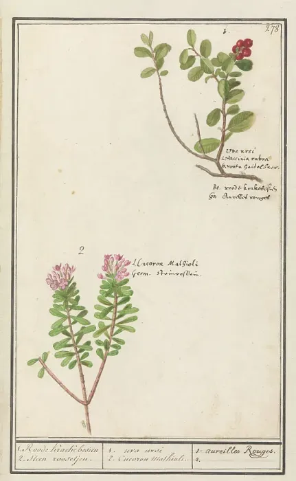 Framed Print : Bearberry (Arctostaphylos uva-ursi) and Hot pepper sapling (Daphne cneorum ), 1596-1610. Creators: Anselmus de Boodt, Elias Verhulst Framed Print : Bearberry (Arctostaphylos uva-ursi) and Hot pepper sapling (Daphne cneorum ), 1596-1610. Creators: Anselmus de Boodt, Elias Verhulst