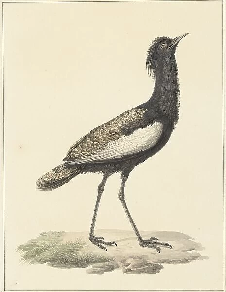 Bearded bustard (Eupodotis Bengalensis  /  Houbaropsis Bengalensis), 1759-1842. Creator: Pieter Bartholomeusz. Barbiers