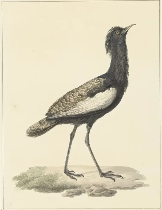Framed Print : Bearded bustard (Eupodotis Bengalensis / Houbaropsis Bengalensis), 1759-1842. Creator: Pieter Bartholomeusz. Barbiers Framed Print : Bearded bustard (Eupodotis Bengalensis / Houbaropsis Bengalensis), 1759-1842. Creator: Pieter Bartholomeusz. Barbiers