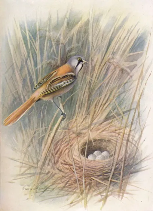 Framed Print : Bearded-Tit or Reedling - Panu rus biar micus, c1910, (1910). Artist: George James Rankin Framed Print : Bearded-Tit or Reedling - Panu rus biar micus, c1910, (1910). Artist: George James Rankin