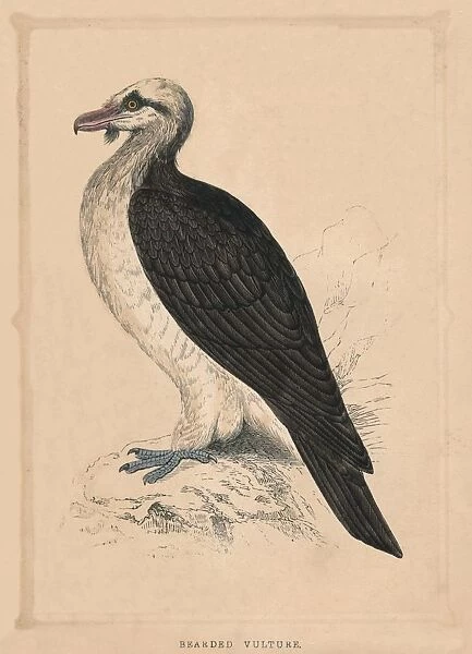 Bearded Vulture, (Gypaetus barbatus), c1850, (1856)