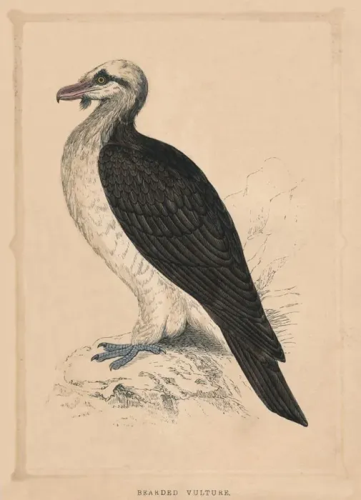 Framed Print : Bearded Vulture, (Gypaetus barbatus), c1850, (1856) Framed Print : Bearded Vulture, (Gypaetus barbatus), c1850, (1856)