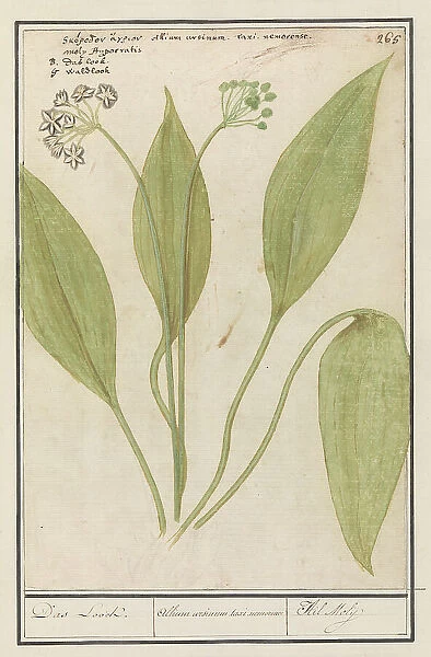 Bear's garlic (Allium ursinum), 1596-1610. Creators: Anselmus de Boodt, Elias Verhulst