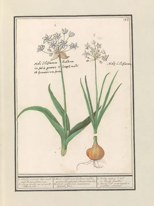 Framed Print : Bear's garlic (Allium ursinum), 1596-1610. Creators: Anselmus de Boodt, Elias Verhulst Framed Print : Bear's garlic (Allium ursinum), 1596-1610. Creators: Anselmus de Boodt, Elias Verhulst
