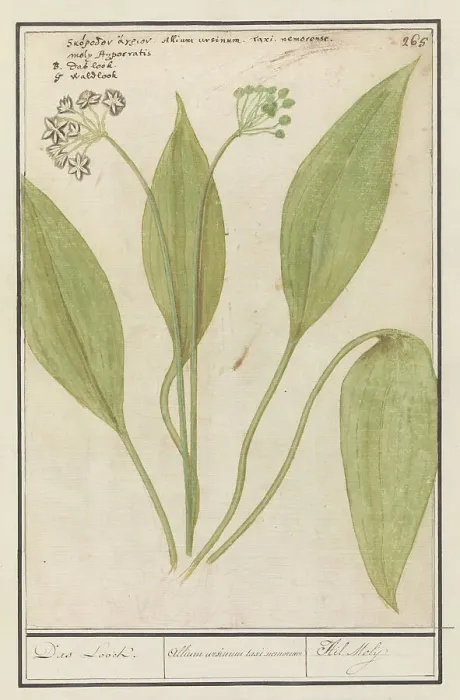 Framed Print : Bear's garlic (Allium ursinum), 1596-1610. Creators: Anselmus de Boodt, Elias Verhulst Framed Print : Bear's garlic (Allium ursinum), 1596-1610. Creators: Anselmus de Boodt, Elias Verhulst