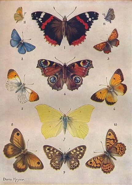 Beautiful Butterflies of the British Isles, c1934