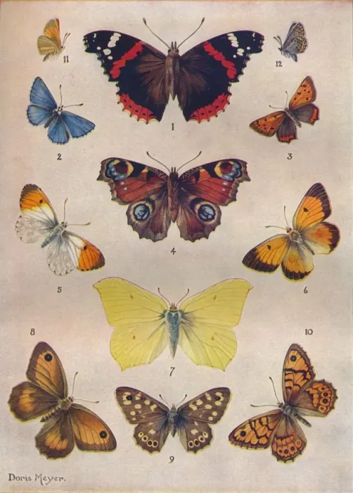 Framed Print : Beautiful Butterflies of the British Isles, c1934 Framed Print : Beautiful Butterflies of the British Isles, c1934