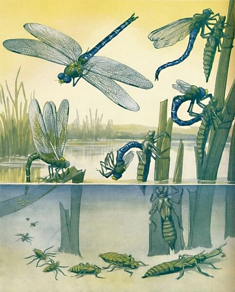 The Beautiful Dragonflys Life Story, 1935