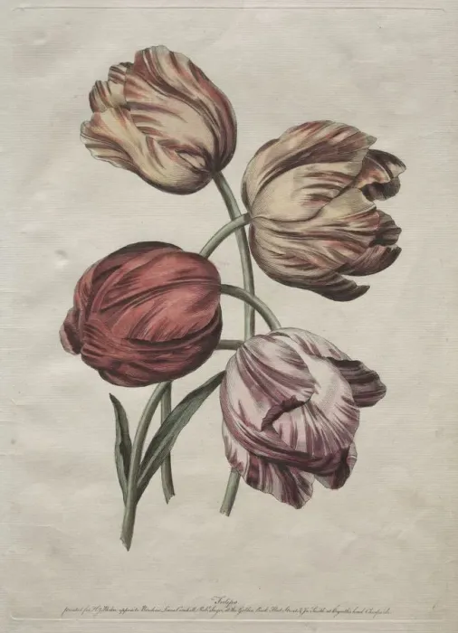 Framed Print : Eight Beautiful Groups of Natural Flowers in Outlines by de la Cour: Tulips, c. 1770 Framed Print : Eight Beautiful Groups of Natural Flowers in Outlines by de la Cour: Tulips, c. 1770