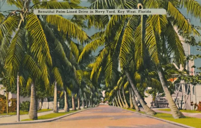 Framed Print : Beautiful Palm-Lined Drive in Navy Yard, Key West, Florida, c1940s Framed Print : Beautiful Palm-Lined Drive in Navy Yard, Key West, Florida, c1940s