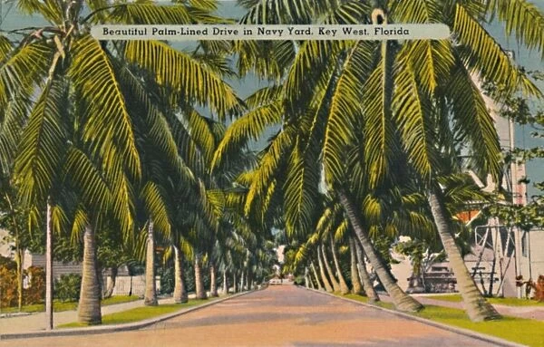 Beautiful Palm-Lined Drive in Navy Yard, Key West, Florida, c1940s