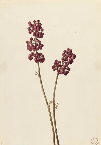 Beauty Berry (Callicarpa americana), 1923. Creator: Mary Vaux Walcott