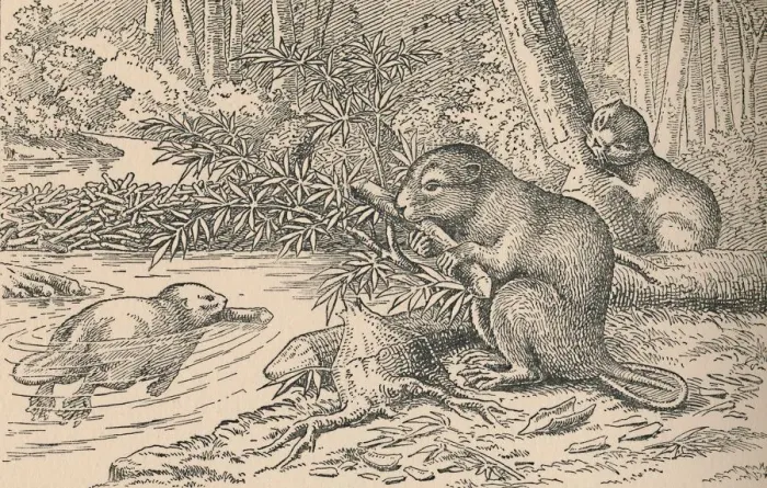 Framed Print : Beavers, 1916 Framed Print : Beavers, 1916